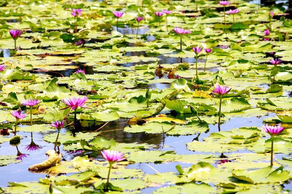 Saree Lagoon Villa Koh Samui Lipa Noi Esterno foto