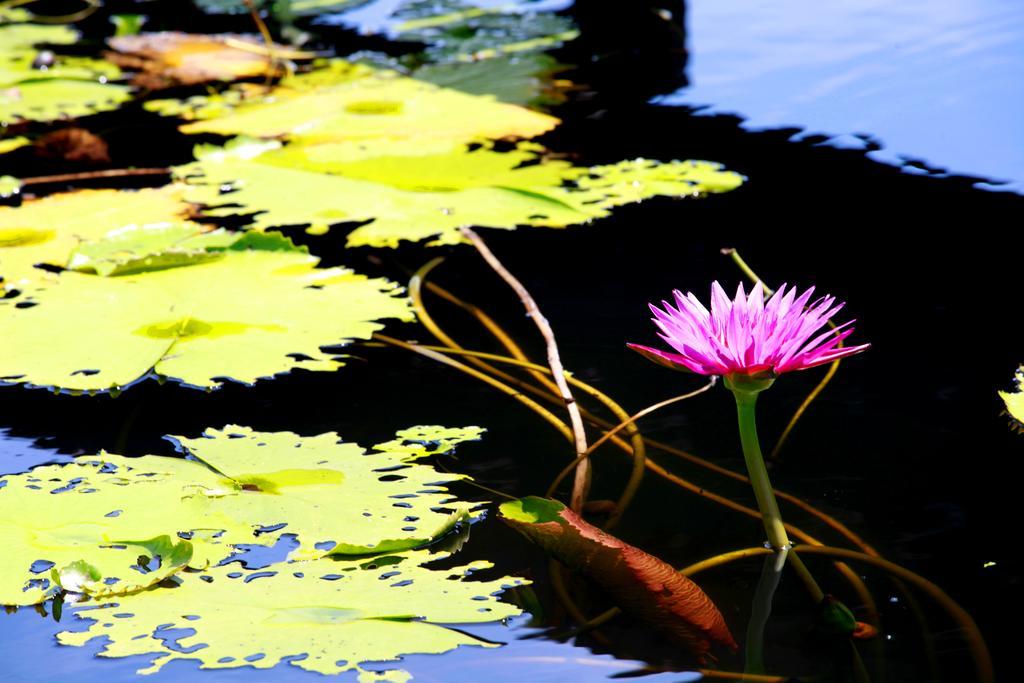Saree Lagoon Villa Koh Samui Lipa Noi Esterno foto